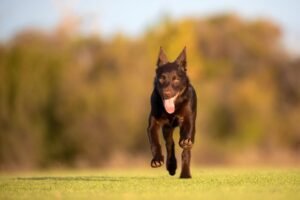 Kelpie australiano